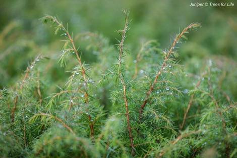 Juniper